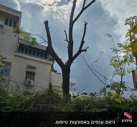 עץ גזום עם ענפים חתוכים בשמיים מעוננים